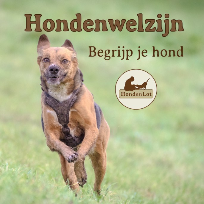 Lezing: Hondenwelzijn, Begrijp je hond