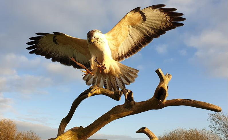 Roofvogels in het Bos