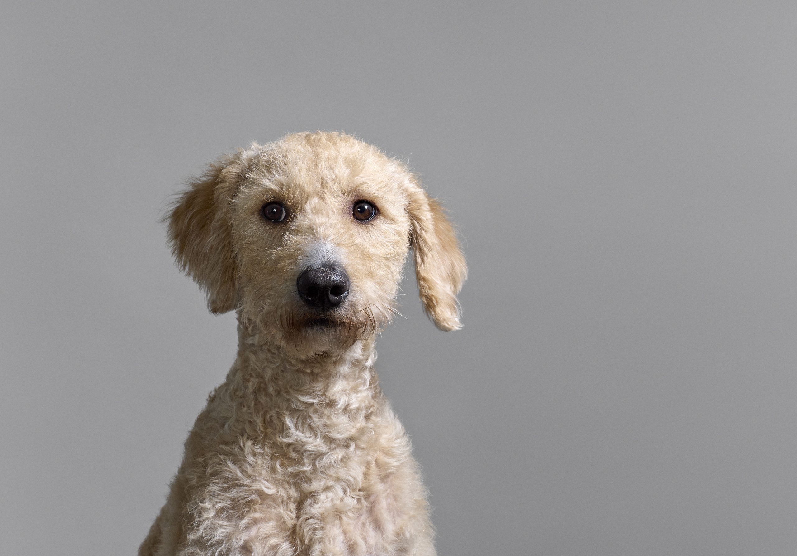 Henry van Loon – Jannie The Show Dog