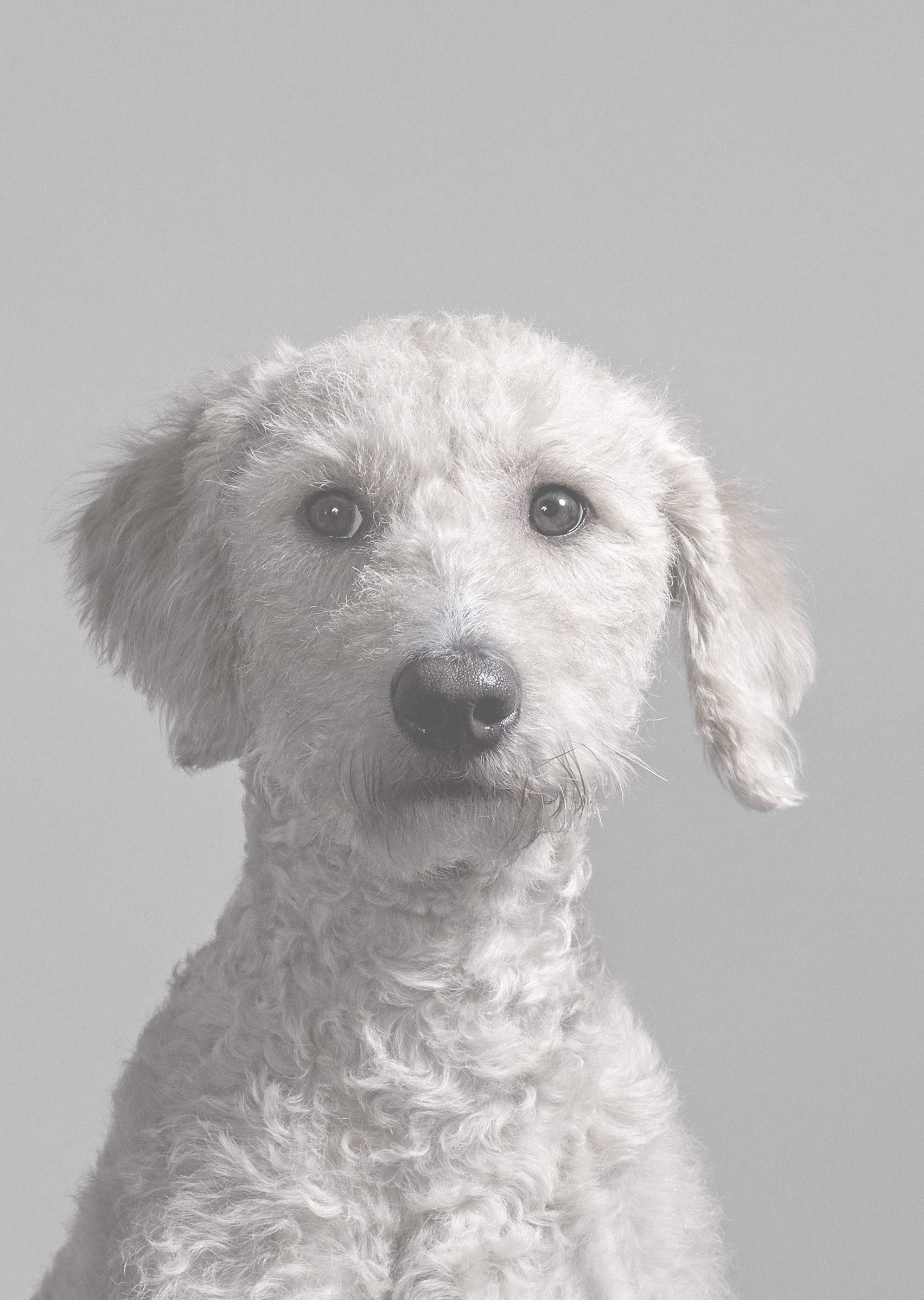 Henry van Loon | Jannie the Showdog